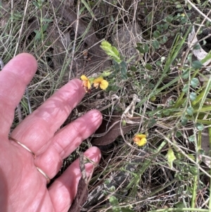 Bossiaea buxifolia at Aranda, ACT - 23 Sep 2023 12:41 PM