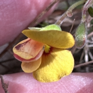 Bossiaea buxifolia at Aranda, ACT - 23 Sep 2023 12:41 PM