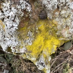 Unidentified Lichen at Belconnen, ACT - 23 Sep 2023 by lbradley