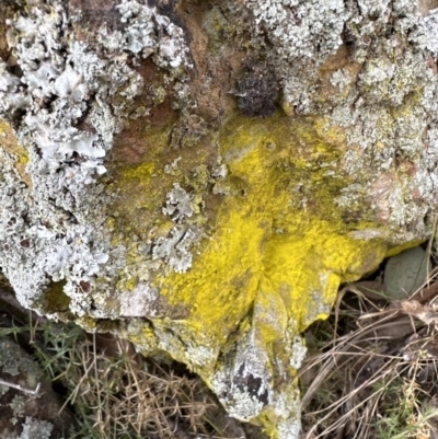 Unidentified Lichen at Belconnen, ACT - 23 Sep 2023 by lbradley
