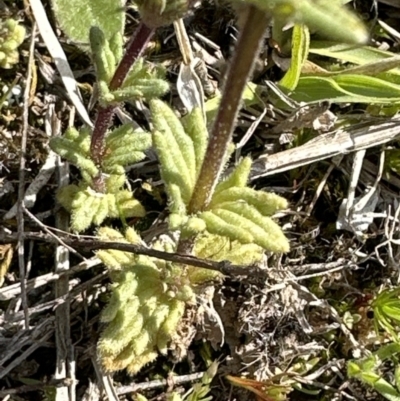 Parentucellia latifolia (Red Bartsia) at Aranda, ACT - 23 Sep 2023 by lbradley