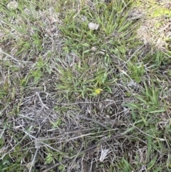 Triptilodiscus pygmaeus at Aranda, ACT - 23 Sep 2023