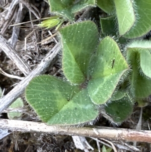 Trifolium subterraneum at Aranda, ACT - 23 Sep 2023