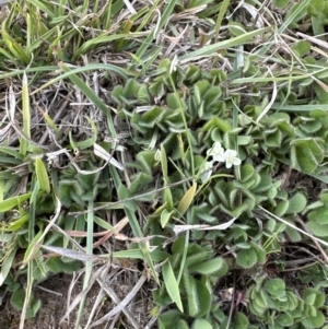 Trifolium subterraneum at Aranda, ACT - 23 Sep 2023 01:11 PM