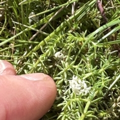 Asperula conferta (Common Woodruff) at Aranda Bushland - 23 Sep 2023 by lbradley