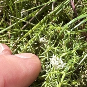 Asperula conferta at Aranda, ACT - 23 Sep 2023