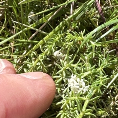 Asperula conferta (Common Woodruff) at Belconnen, ACT - 23 Sep 2023 by lbradley