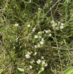 Asperula conferta at Aranda, ACT - 23 Sep 2023