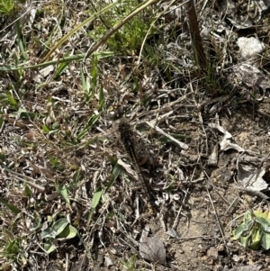 Anax papuensis at Bungendore, NSW - suppressed