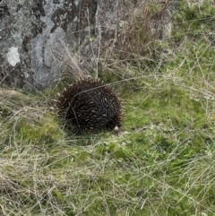 Tachyglossus aculeatus (Short-beaked Echidna) at Bungendore, NSW - 23 Sep 2023 by yellowboxwoodland