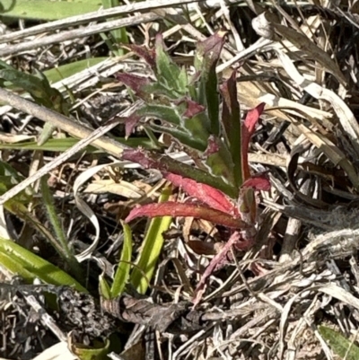 Epilobium sp. (A Willow Herb) at Belconnen, ACT - 23 Sep 2023 by lbradley