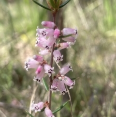 Lissanthe strigosa subsp. subulata (Peach Heath) at Wamboin, NSW - 23 Sep 2023 by Komidar