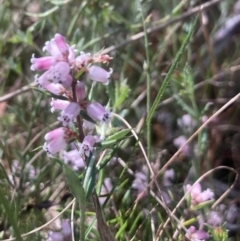 Lissanthe strigosa subsp. subulata at Wamboin, NSW - 23 Sep 2023