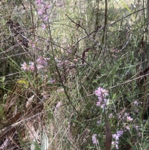 Lissanthe strigosa subsp. subulata at Wamboin, NSW - 23 Sep 2023