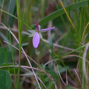 Erodium cicutarium at Higgins, ACT - 23 Sep 2023 10:35 AM