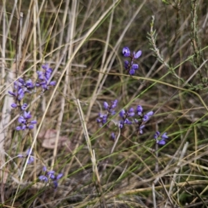 Comesperma volubile at Carwoola, NSW - 23 Sep 2023 01:13 PM