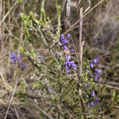 Comesperma volubile at Carwoola, NSW - 23 Sep 2023 01:13 PM