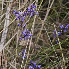 Comesperma volubile at Carwoola, NSW - 23 Sep 2023