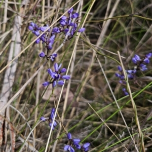 Comesperma volubile at Carwoola, NSW - 23 Sep 2023 01:13 PM