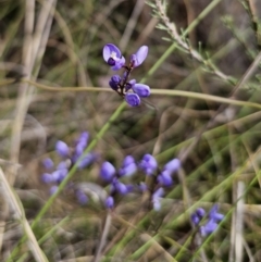 Comesperma volubile at Carwoola, NSW - 23 Sep 2023 01:13 PM