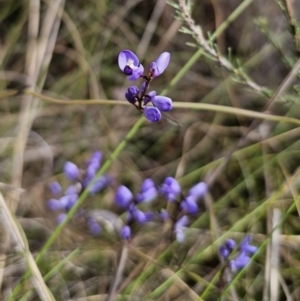 Comesperma volubile at Carwoola, NSW - 23 Sep 2023 01:13 PM