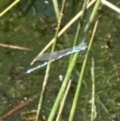 Austrolestes leda (Wandering Ringtail) at Belconnen, ACT - 23 Sep 2023 by lbradley