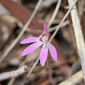 Caladenia fuscata at Carwoola, NSW - 23 Sep 2023