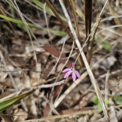 Caladenia fuscata at Carwoola, NSW - suppressed