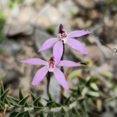 Caladenia fuscata at Carwoola, NSW - suppressed