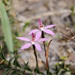 Caladenia fuscata at Carwoola, NSW - 23 Sep 2023