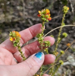 Pultenaea procumbens at Carwoola, NSW - 23 Sep 2023 12:46 PM