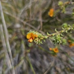 Pultenaea procumbens at Carwoola, NSW - 23 Sep 2023 12:46 PM