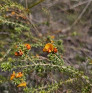 Pultenaea procumbens at Carwoola, NSW - 23 Sep 2023 12:46 PM