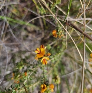 Pultenaea procumbens at Carwoola, NSW - 23 Sep 2023 12:46 PM