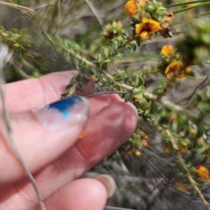 Pultenaea procumbens at Carwoola, NSW - 23 Sep 2023