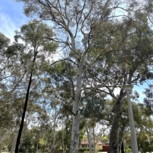 Eucalyptus mannifera at Higgins Woodland - 23 Sep 2023