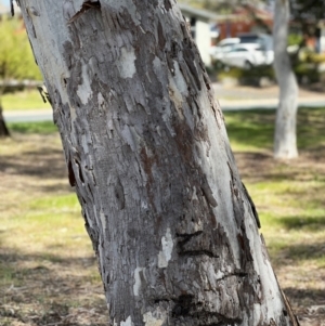 Eucalyptus mannifera at Higgins, ACT - 23 Sep 2023