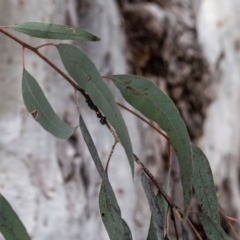 Eucalyptus mannifera at Higgins Woodland - 23 Sep 2023