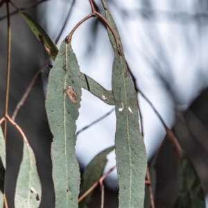 Eucalyptus mannifera at Higgins, ACT - 23 Sep 2023