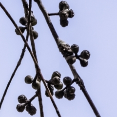 Eucalyptus mannifera at Higgins Woodland - 23 Sep 2023