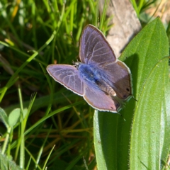 Lampides boeticus (Long-tailed Pea-blue) at Higgins, ACT - 23 Sep 2023 by MichaelWenke