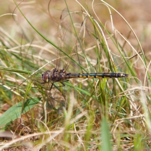 Hemicordulia tau at Higgins, ACT - 23 Sep 2023