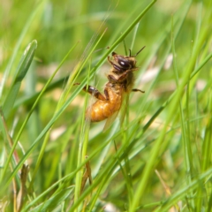 Apis mellifera (European honey bee) at Higgins, ACT - 23 Sep 2023 by Trevor
