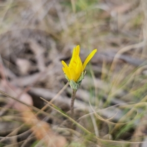 Microseris walteri at Captains Flat, NSW - 23 Sep 2023