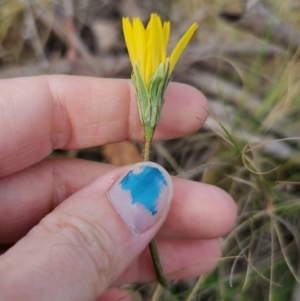 Microseris walteri at Captains Flat, NSW - 23 Sep 2023