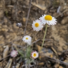 Leucochrysum albicans subsp. tricolor at Captains Flat, NSW - 23 Sep 2023