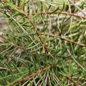 Persoonia chamaepeuce at Captains Flat, NSW - 23 Sep 2023 03:43 PM