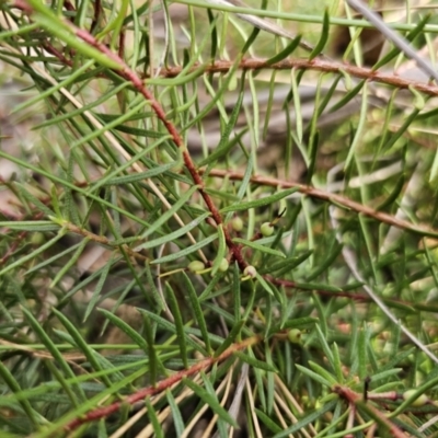 Persoonia chamaepeuce (Dwarf Geebung) at Captains Flat, NSW - 23 Sep 2023 by Csteele4