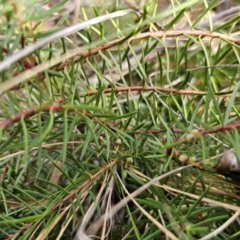 Persoonia chamaepeuce at Captains Flat, NSW - 23 Sep 2023 03:43 PM