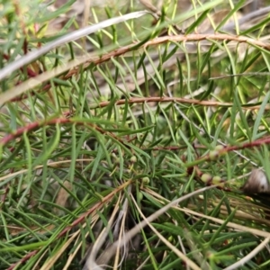 Persoonia chamaepeuce at Captains Flat, NSW - 23 Sep 2023 03:43 PM